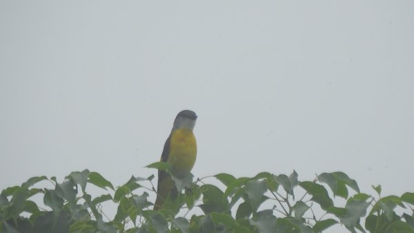 翡翠水庫壩頂 #火燒雲雲海 #日出雲海 #鱷魚島 #藍腹鷴 4/292773767