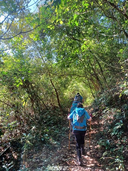 【屏東來義】屏東三大熱門登山路線之一。 小百岳集起來。 編號78小百岳-棚集山步道1711590