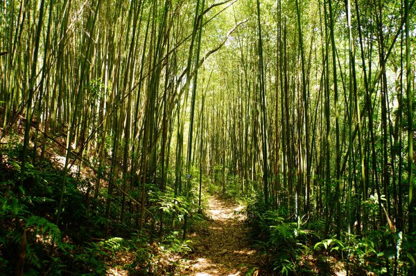 新竹 尖石 煤源山、比麟山、尖石山3071502