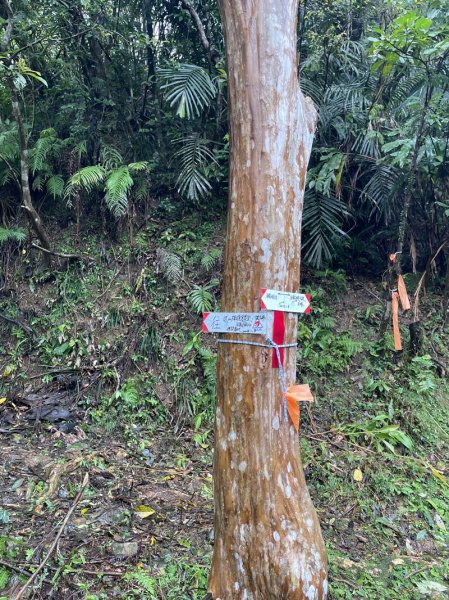 武山坑炭窯2990723