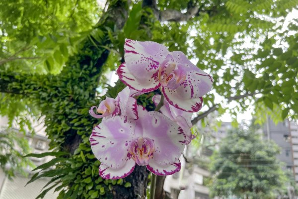 土城 火焰山3058221