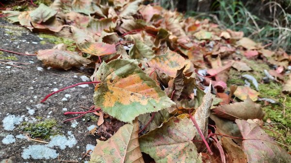 《台中》冬季限定｜大雪山200林道賞楓行202301071985004