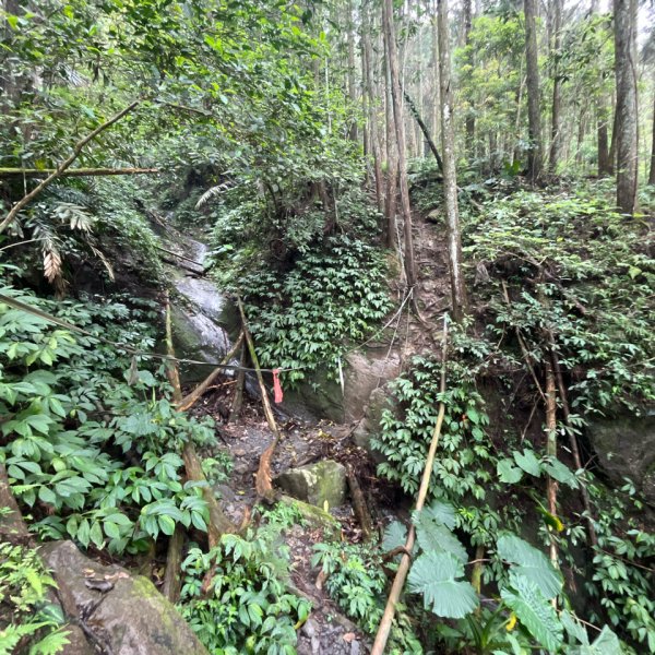 20250421_向天湖山步道（苗栗小百岳）2855804