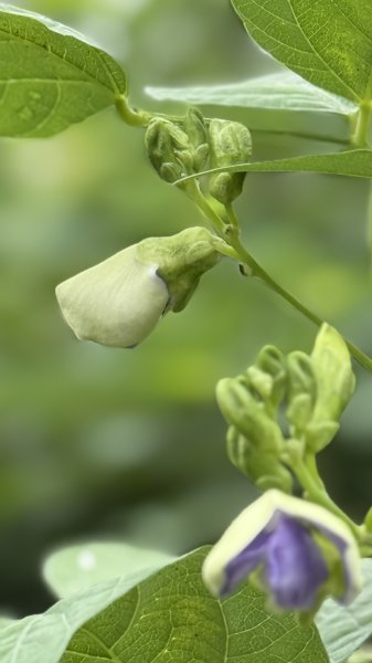 多元化的文山森林公園|天空步道|趣探險之丘|峯花雪月2834947