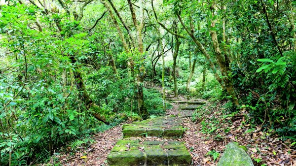 環七星山步道2837888