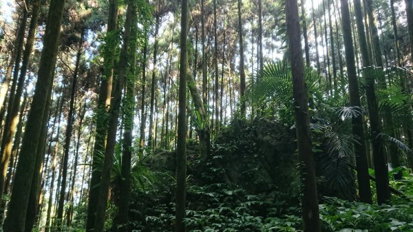 滿滿仙氣的向天湖山1107042