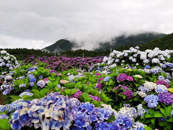 繡球花田繽紛多彩。雲霧飄緲群山間989366