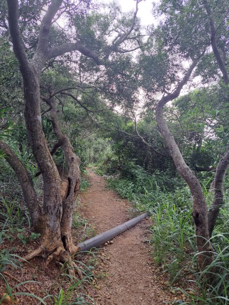 大肚環保公園登山步道202309102293381