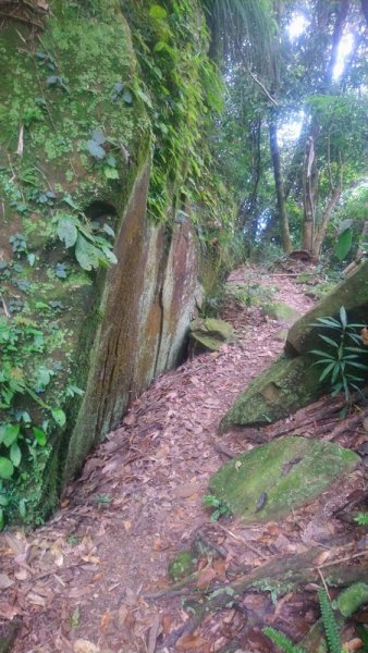 黃藤多到不行的大橫屏山1857747