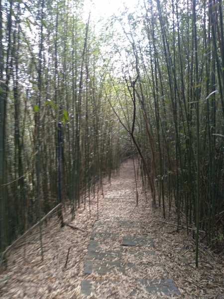 山塘背登山步道-竹林秘境1606266