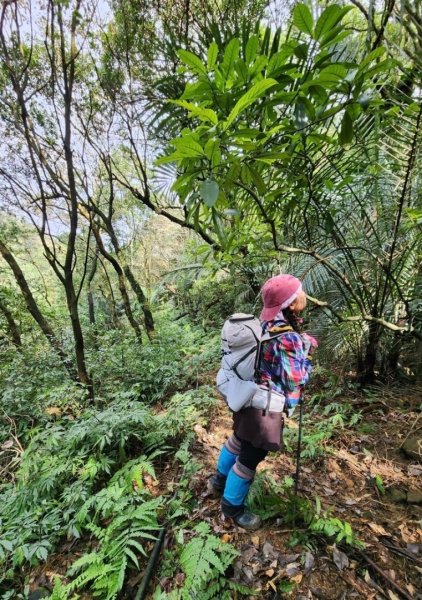 蛇來運轉-蛇子行古道-三爪坑山-蛇子崙山O2706711