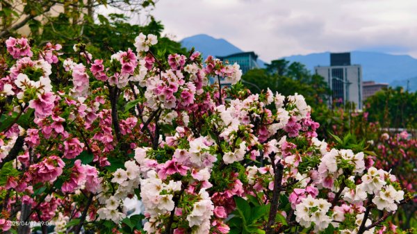 #綠繡眼 訪花 #吉野櫻 #天元宮 #楓樹湖 03162750780