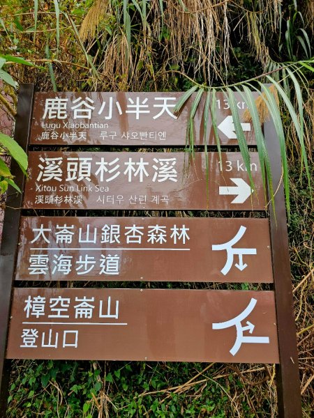 大崙山銀杏森林2966088