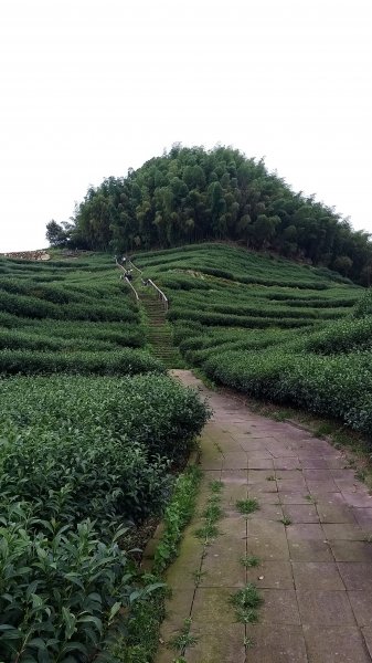 220820-後棟仔山（挑筍古道）2160808