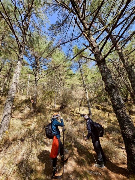 20260320四個毆鷄桑🦸‍♀️南橫溪頭山O繞關山嶺山3022687