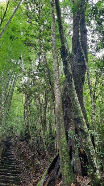 《雲林》望好望角｜石壁山嘉南雲峰步道(中側登山口）202506072805341