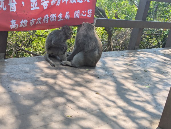 2025.03.25－壽山健走2746391