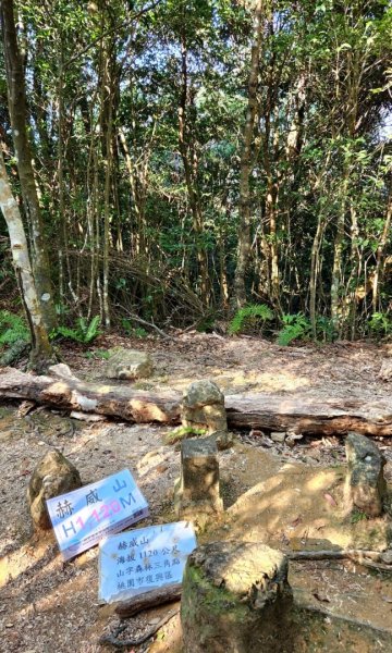 【中級山】插天山的奇幻世界，赫威山，赫威神木群步道2741311