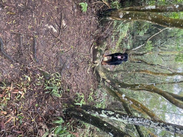 苗栗三義-三員縱走2616441