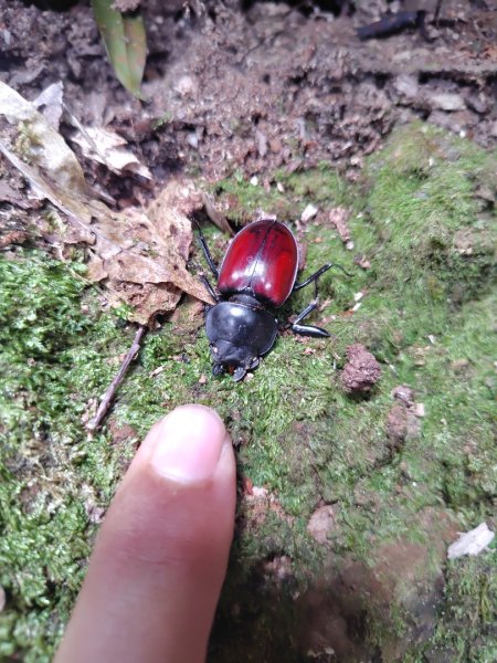長壽山、肥崠山、醜崠山、大崠山、大崠山經建版2931957