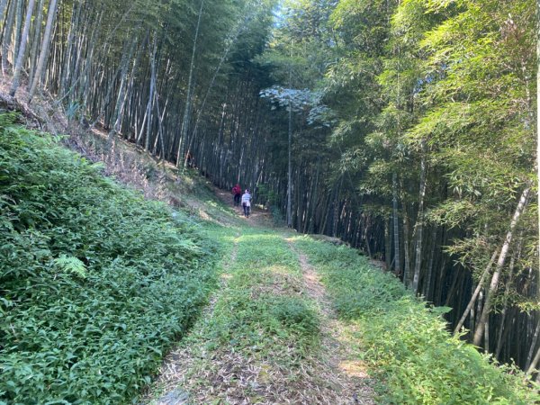 鹿谷大崙尾山、和雅挑竹古道7號、和雅挑竹古道6號O型走2425948