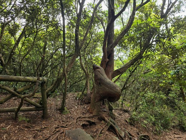 橫嶺山／沙蓮山／笛吹山O繞2787683