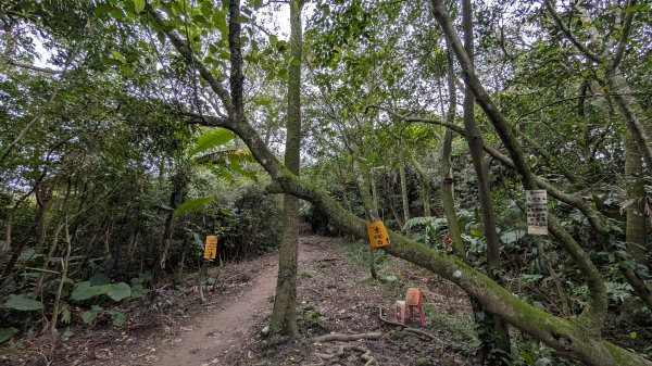 114.12.20劉銘傳隧道-獅球嶺北峰-獅球嶺東砲台山-獅球嶺池-獅球嶺砲台山之旅2966729