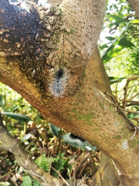 烈日當頭的南子吝2810052