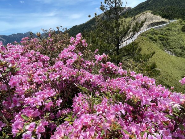 1150524合歡北峰杜鵑花3064374