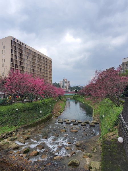 汐科火車站＞康誥坑溪賞櫻＞康誥坑山＞南港茶葉改良場