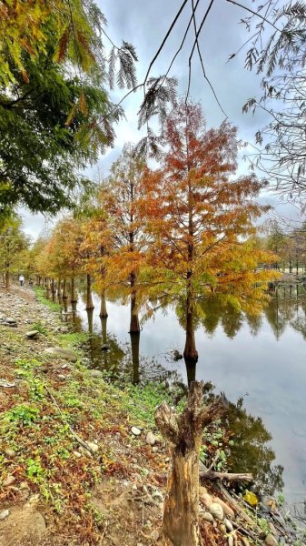 桃園大溪-花彩節🌼李騰芳古厝-月眉落雨松2936524