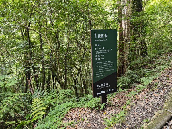 2025_0713 拉拉山神木群步道2837305