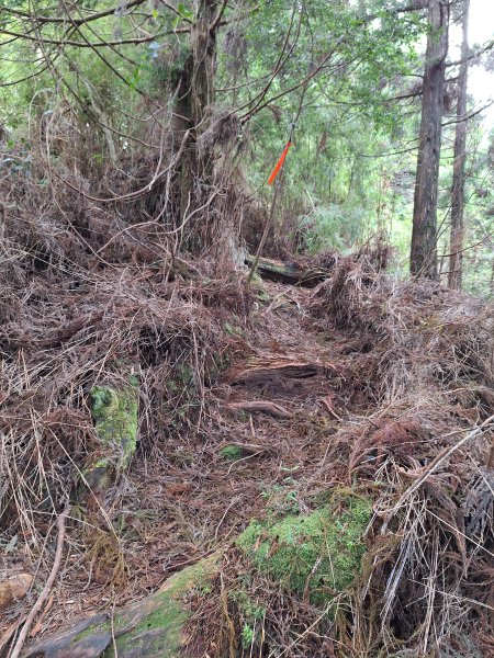 觀霧之榛山O型202411232653910