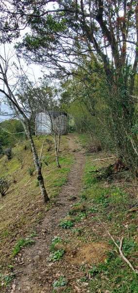 2025-01-19孝子路步道、大巃頂2694263