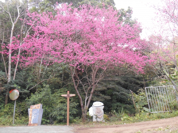 大崎棟古道的櫻花13209