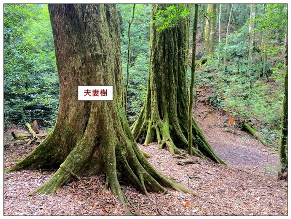 醜崠山、肥崠山(長壽山)、大崠山 三崠連走3100789