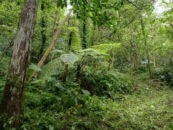 雙溪區平水+外柑腳山去回2784067