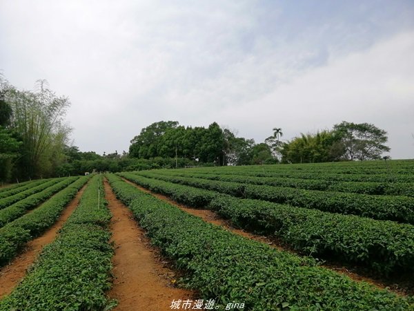 【南投】散步小百岳。 小百岳集起來。 編號48小百岳~橫山1386349