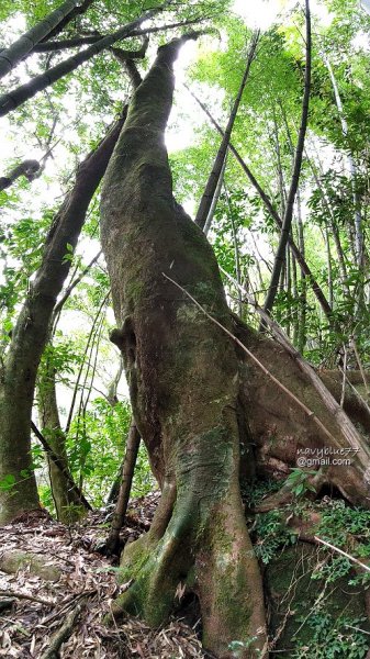 古坑嘉南雲峰.好望角.石壁山O形1500443