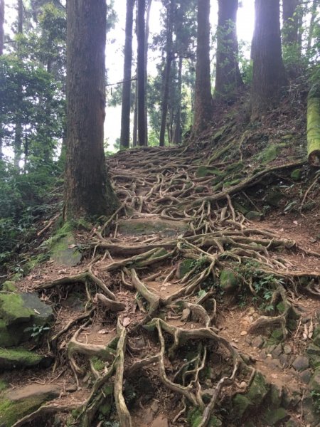 奮起湖大凍山步道486106