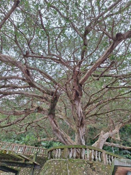 飛龍步道(崇聖亭起登)202401222696322