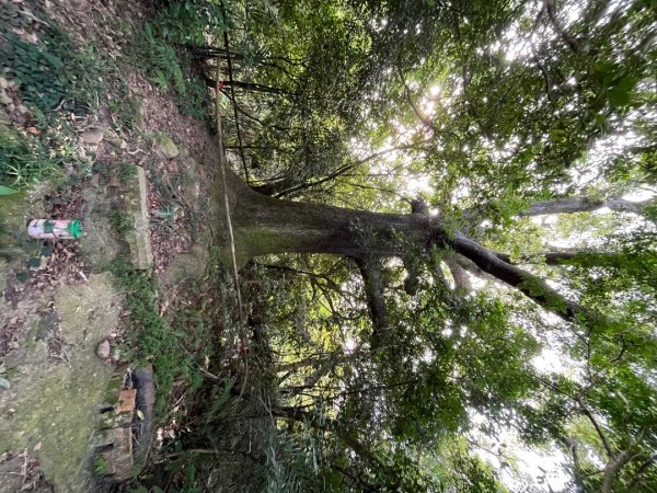 20231024_新竹飛龍健行步道（森遊竹縣）