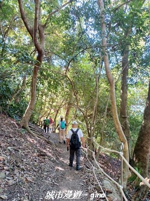 【台中和平】生態廊道。 雪山坑環線步道x巨人之手觀景點2954013