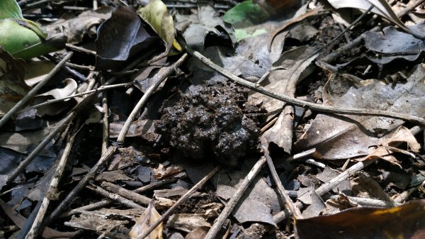 ✅糞箕湖古道回修擴徑.糞箕谷/串接完成 (溝渠遺址出土.糞箕湖雙線谷道貫通.全段新徑開通)2579815