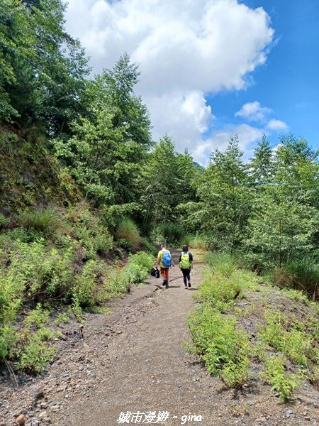 【嘉義縣阿里山鄉】避暑山林芬多精。 石山引水道步道、鹿林前山瀑布2280173