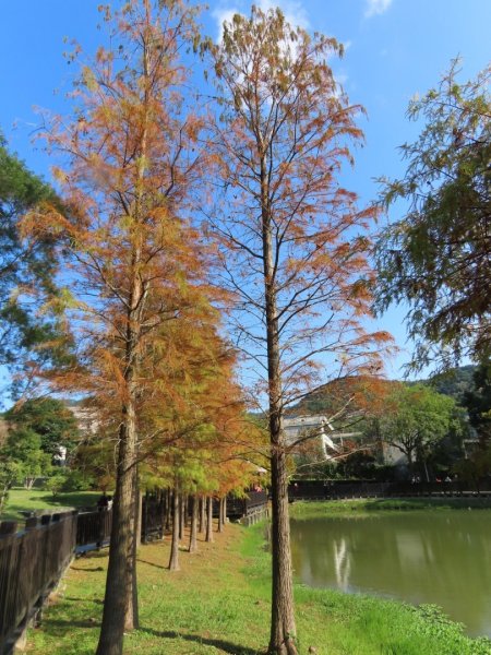 外雙溪［原住民公園］落羽松2417188