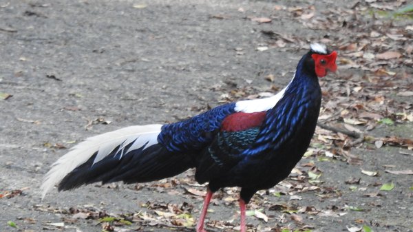 雲山水花鳥蝶-天龍國阿伯的日常6/22801934