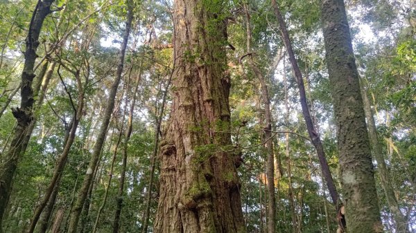 北坑山大板根東洗水山盡尾山東北峰2701679