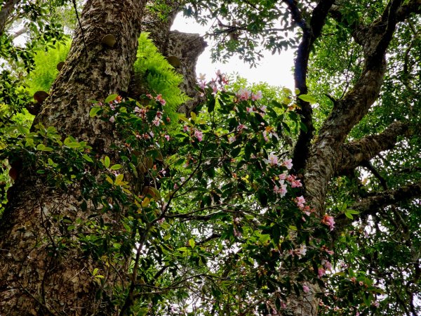 卡拉寶山-小百岳#86-花蓮縣秀林鄉2796171