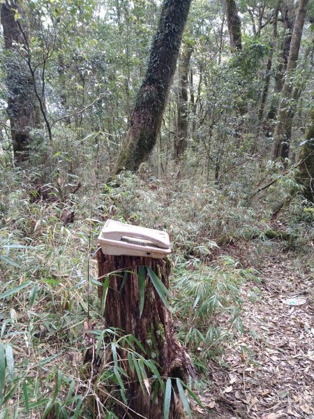 伊利雅娜產道（一般車停車處步行單程約5K產道）至登山口轉接山徑登北霞山往返2461256